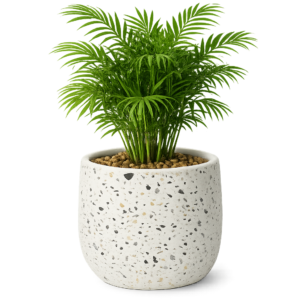 Areca Palme (Zimmerpalme) im Terrazzo Pflanzgefäß (Übertopf) aus Zement