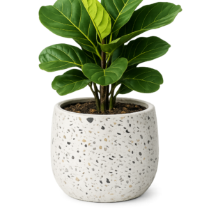 Ficus Lyrata (Geigenfeige) im Terrazzo Pflanzgefäß (Übertopf) aus Zement