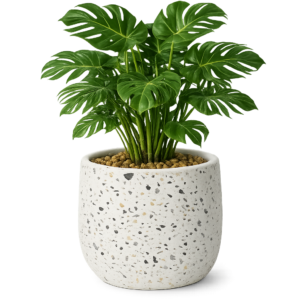 Monstera Deliciosa im Terrazzo Pflanzgefäß (Übertopf) aus Zement