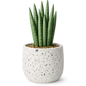 Sansevieria Cylindrica im Terrazzo Pflanzgefäß (Übertopf) aus Zement